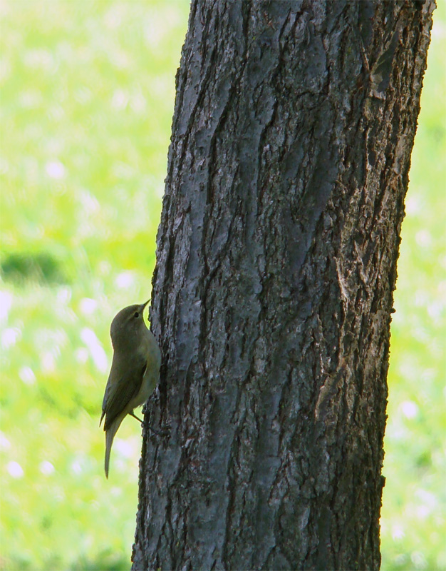 Avifauna humor